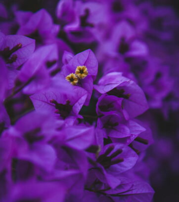 Purple Flower